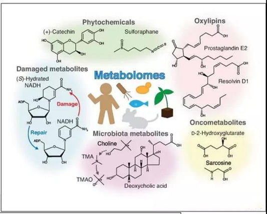 The principle of operation of neogenesis metabolism