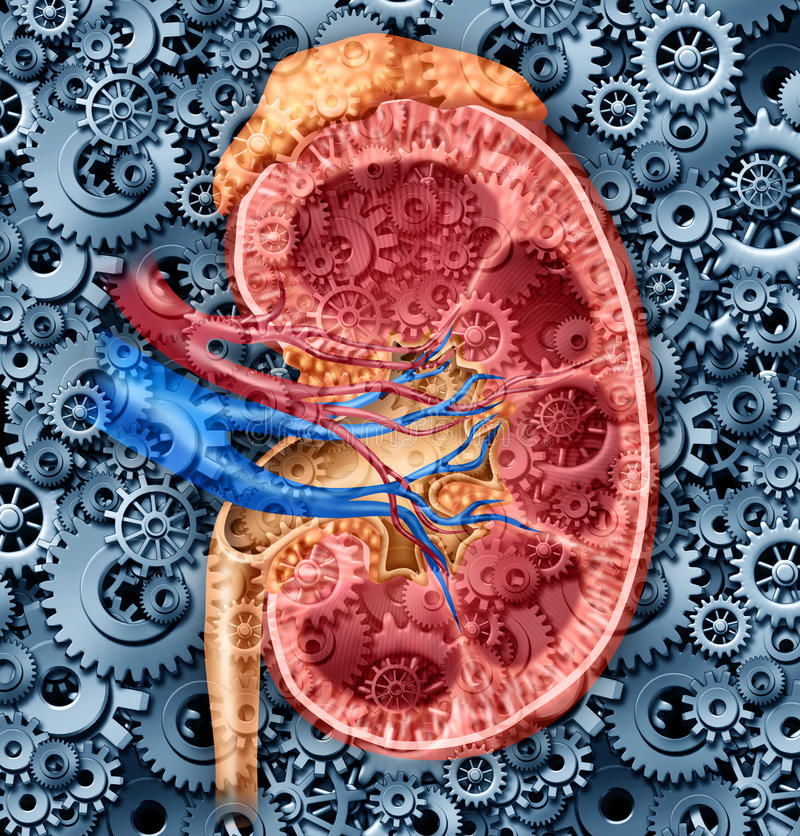 The kidneys have three basic functions